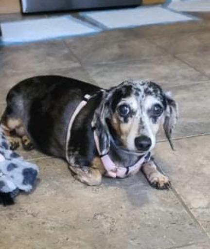 Sophie3 (Bonded with Sissy)