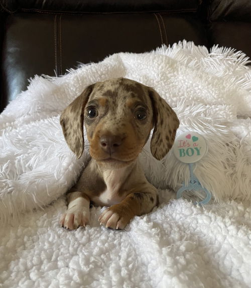 Tatertot