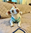 Buddy12