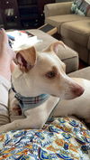 Buddy12