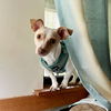 Buddy12