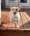 Buddy12