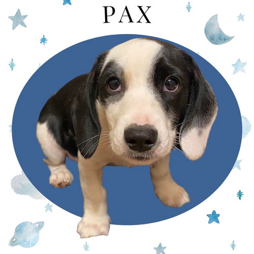 Pax