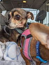 Toby6 (Bonded with Maizie)