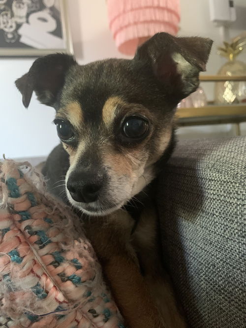 Toby6 (Bonded with Maizie)