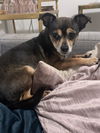 Toby6 (Bonded with Maizie)