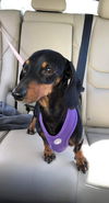 Roxie3