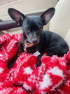 Bailey7