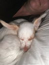 Remy2