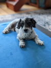 Snoopy2
