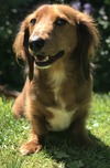 Tyson2