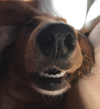 Tyson2