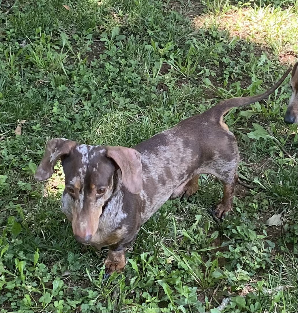 Dog for Adoption Banjo, a Dachshund in Milton, DE Alpha Paw