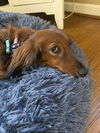 Gretchen2 (Bonded with Regina)