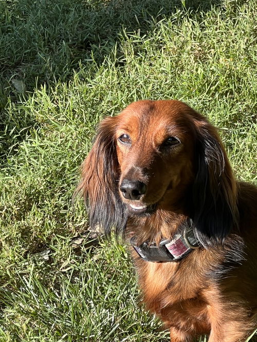 Gretchen2 (Bonded with Regina)