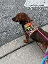Gretchen2 (Bonded with Regina)