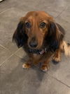Gretchen2 (Bonded with Regina)