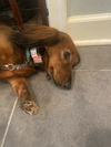 Gretchen2 (Bonded with Regina)