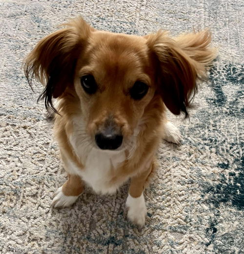 Buddy10