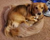 Buddy10