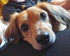 Buddy10