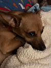 Cody4