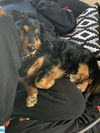 Rocko