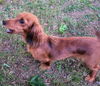 Millie