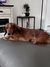 Millie