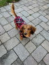 Millie