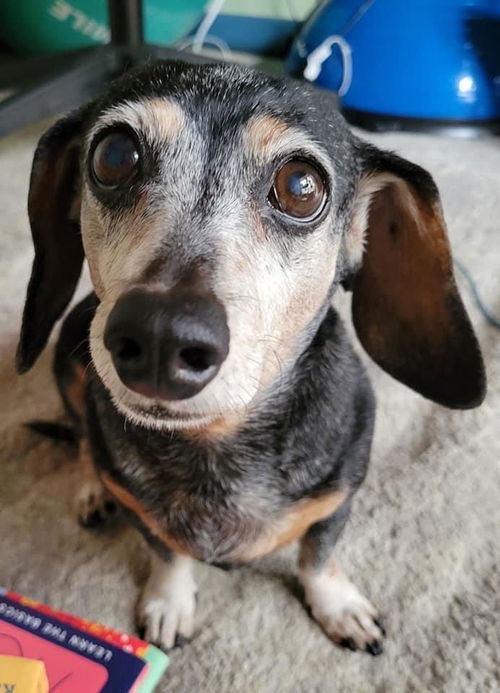 Chuchi (Bonded with Koji)