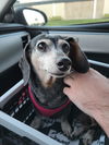 Chuchi (Bonded with Koji)