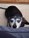 Chuchi (Bonded with Koji)