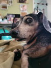 Chuchi (Bonded with Koji)