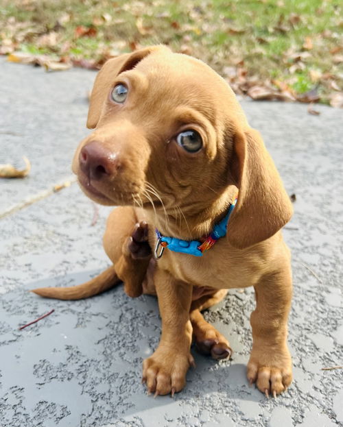 Bowie