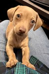 Bowie