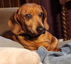 Potato (Bonded with Poppy3)