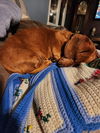 Potato (Bonded with Poppy3)