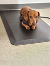 Potato (Bonded with Poppy3)