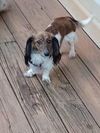 Minnie