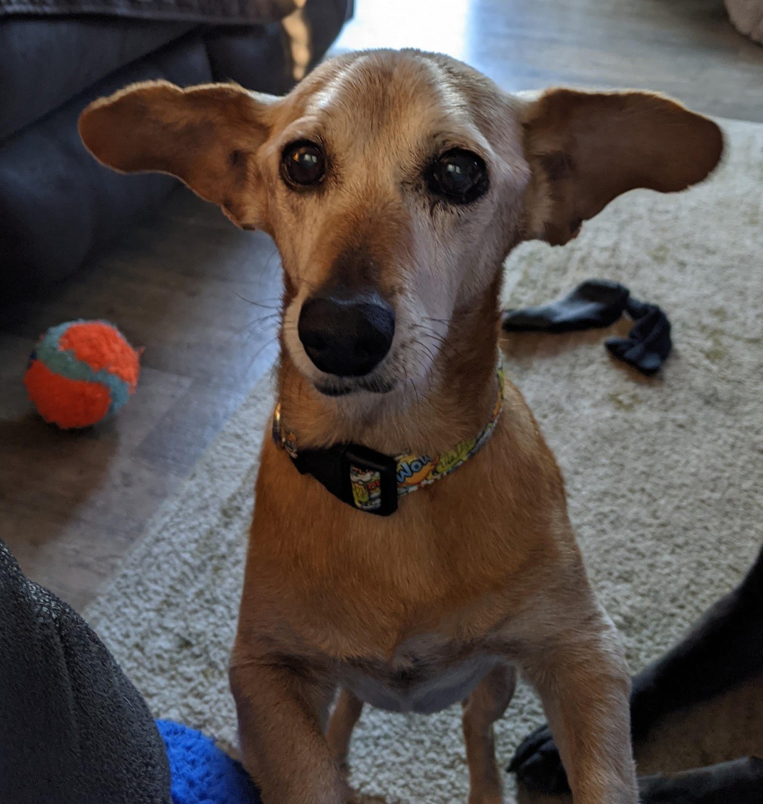 adoptable Dog in Milton, FL named Happy Gilmore