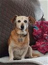 adoptable Dog in milton, FL named Happy Gilmore