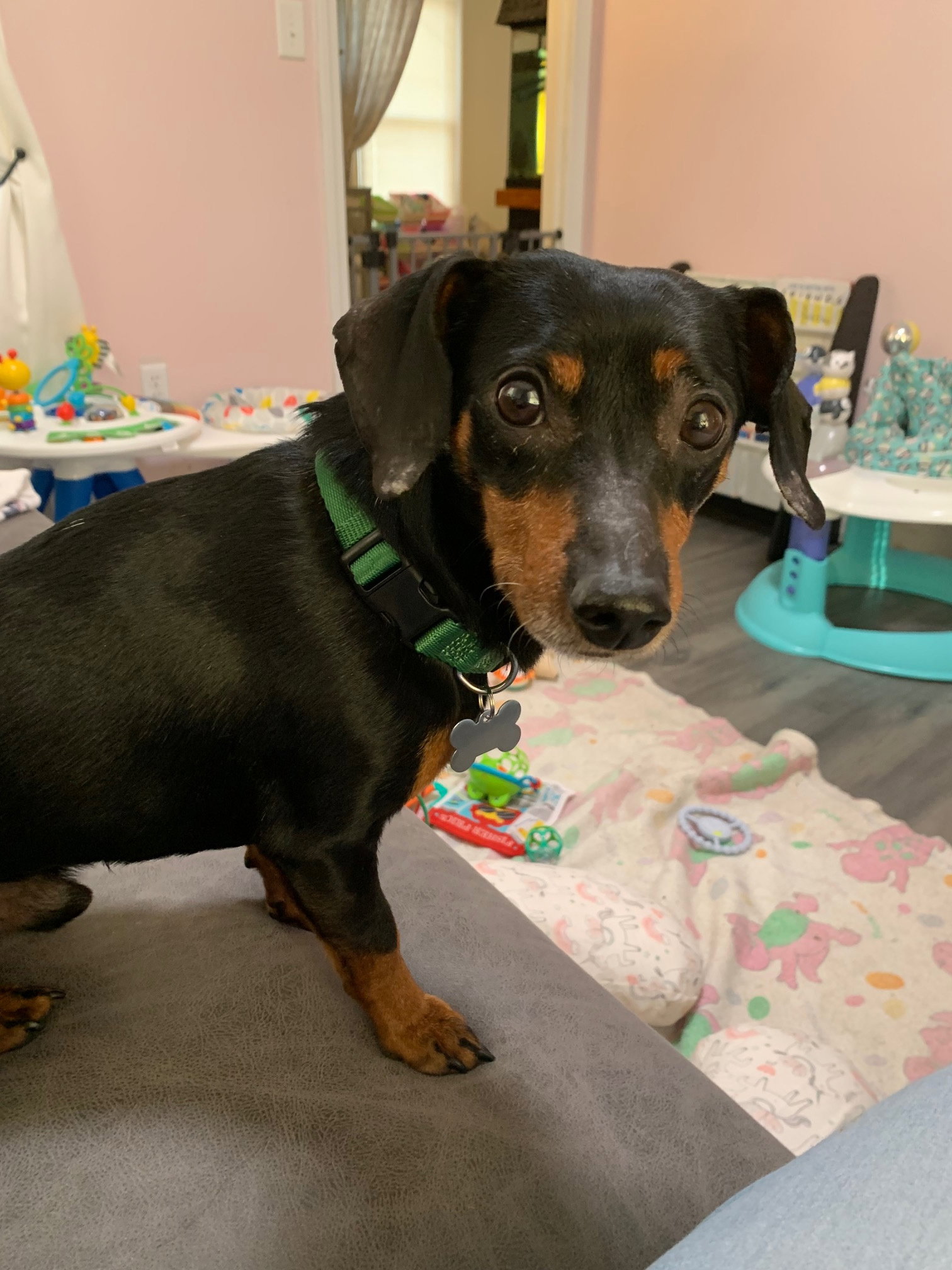 Dog for Adoption Eggnog, a Dachshund in Berlin, MD Alpha Paw