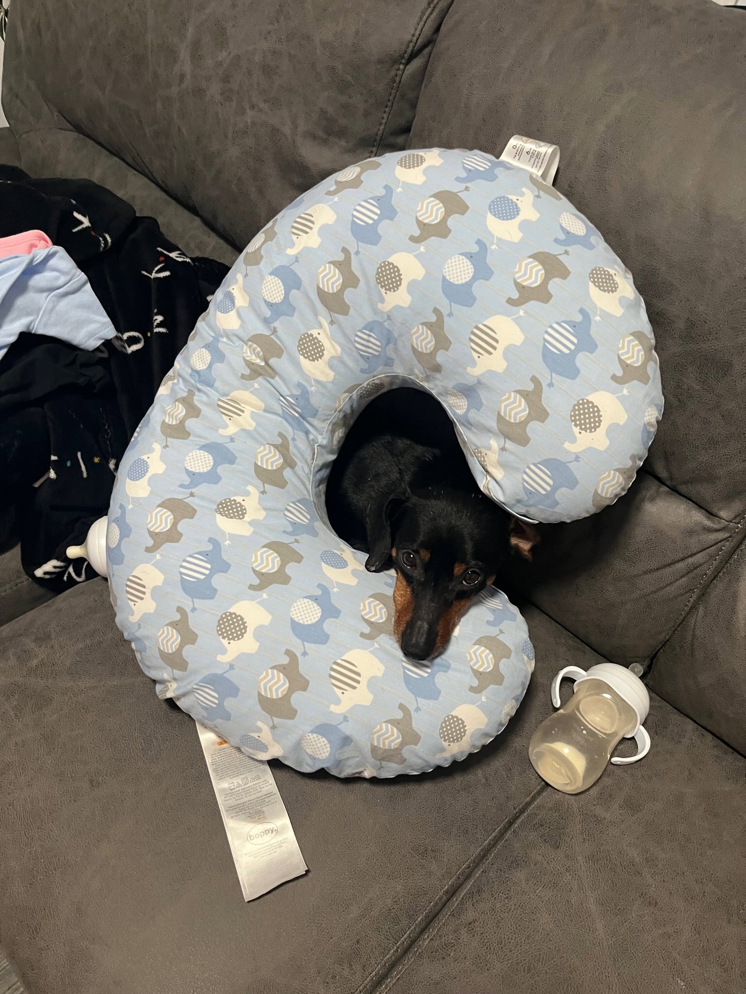 Dog for Adoption Eggnog, a Dachshund in Berlin, MD Alpha Paw