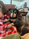 Molly4 (Bonded with Bubba)