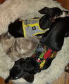 Molly4 (Bonded with Bubba)