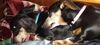 Molly4 (Bonded with Bubba)