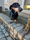 Bubba (Bonded with Molly4)