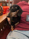 Bubba (Bonded with Molly4)