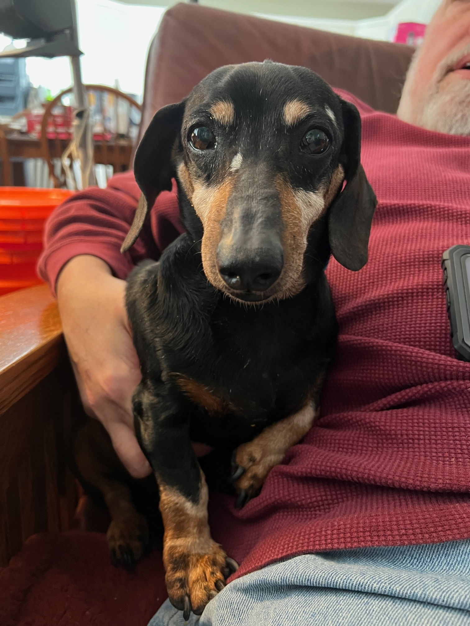 dog-for-adoption-bubba-bonded-with-molly4-a-dachshund-in-berlin